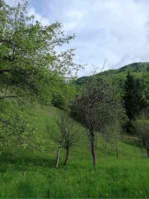 Teren Podul Dambovitei,Lunca Cheii , Arges  - imagine 4