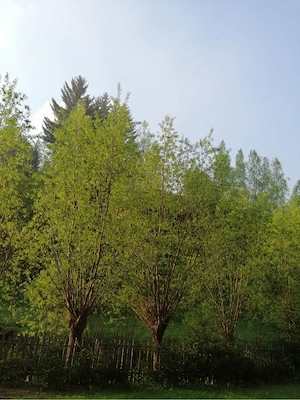 Teren Podul Dambovitei,Lunca Cheii , Arges  - imagine 3