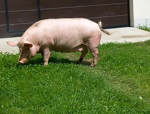 porc de  vanzare  - imagine 3