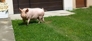 porc de  vanzare  - imagine 2