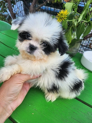Shih.tzu mini toy - imagine 4