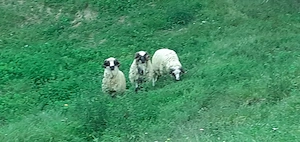berbec de vânzare 