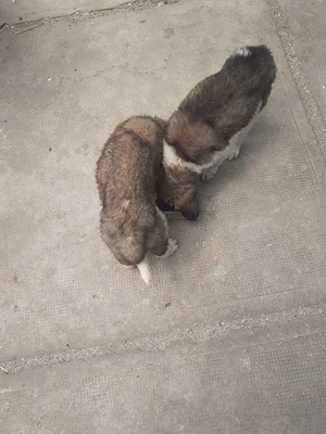 De Vânzare Căței 