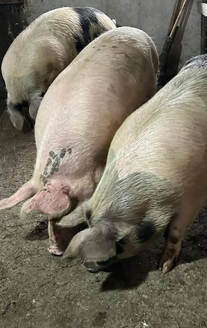 porci de vânzare 