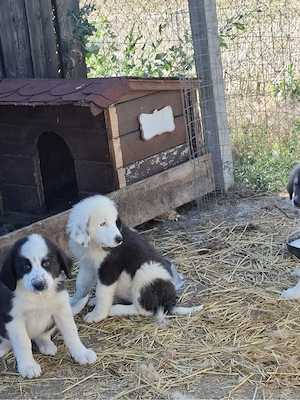 Vand trei femele rasa ciobanesc de bucovina