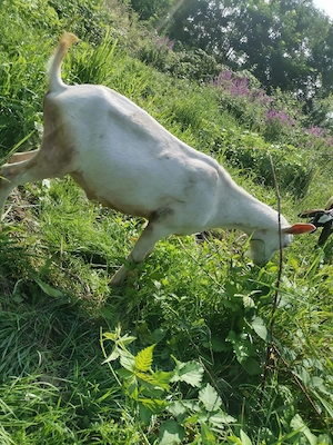 Vând țap saanen
