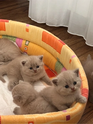 Pui pisica british shorthair lilac