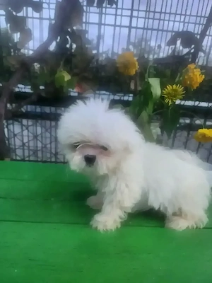 Shih.tzu mini toy