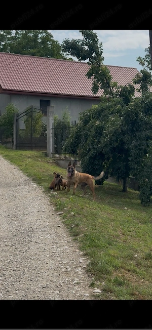 Pui Malinois  - imagine 5