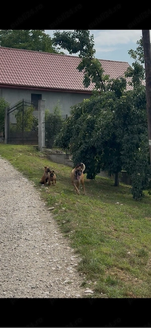 Pui Malinois  - imagine 4
