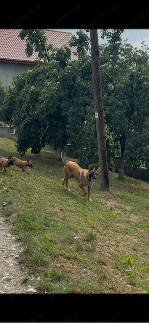 Pui Malinois 