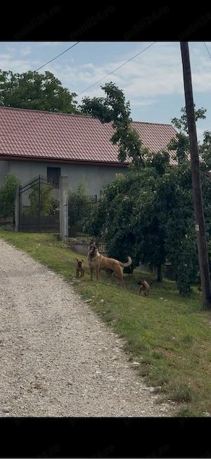 Pui Malinois  - imagine 3