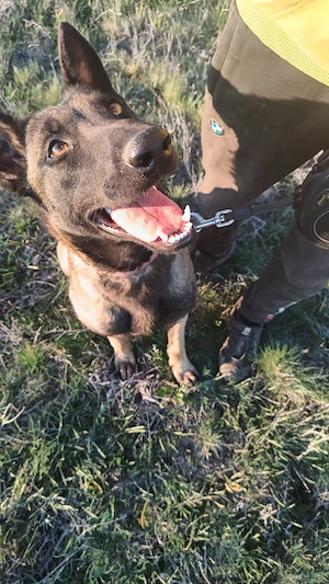 Femelă Ciobanesc Belgian Malinois  - imagine 2