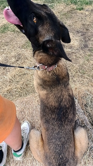 Femelă Ciobanesc Belgian Malinois  - imagine 3