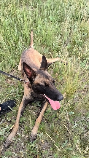 Femelă Ciobanesc Belgian Malinois  - imagine 5