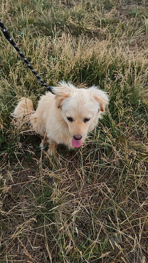 mascul Chihuahua și femelă Chihuahua x Bichon Maltais - imagine 4