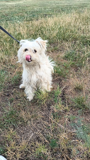 mascul Chihuahua și femelă Chihuahua x Bichon Maltais - imagine 2