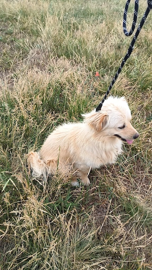 mascul Chihuahua și femelă Chihuahua x Bichon Maltais - imagine 3