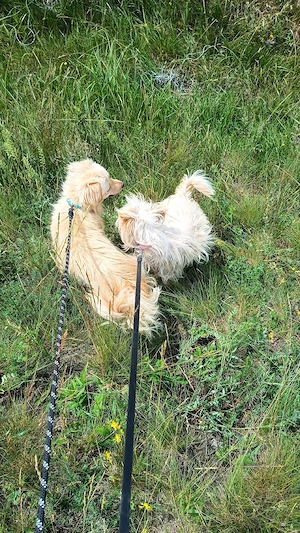 mascul Chihuahua și femelă Chihuahua x Bichon Maltais - imagine 5