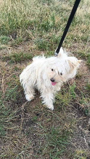 mascul Chihuahua și femelă Chihuahua x Bichon Maltais