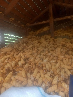 Vând porumb știuleți 0.9 bani kg