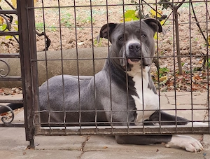 Dau la împerecheat mascul Amstaff Blue  - imagine 4