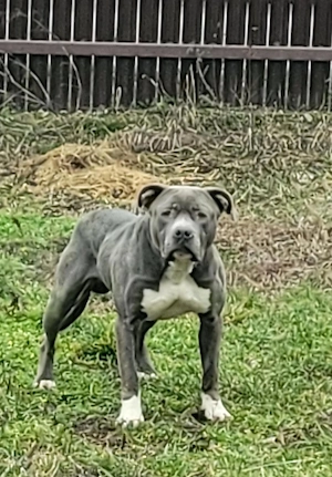 Dau la împerecheat mascul Amstaff Blue  - imagine 2
