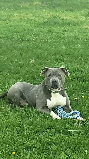 Dau la împerecheat mascul Amstaff Blue  - imagine 3
