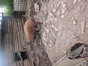 Porc Mangalița - imagine 2