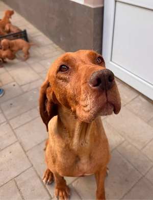 5 cățeluși Brac Maghiar (Vizsla Maghiară)  - imagine 2