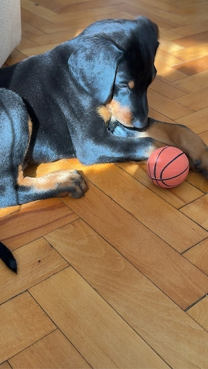 vand urgent pui doberman - imagine 4