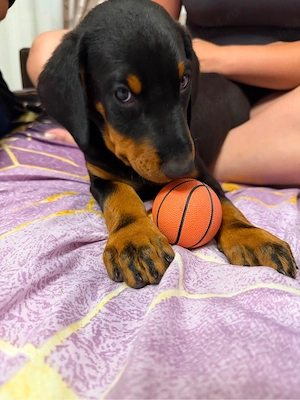 vand urgent pui doberman - imagine 3