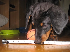 vand urgent pui doberman