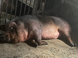 Scorafa de un an  duroc original 