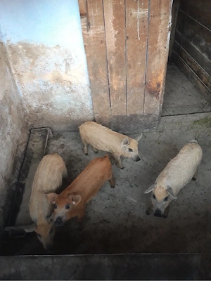 vand porci mangalita detalii la nr   - imagine 3