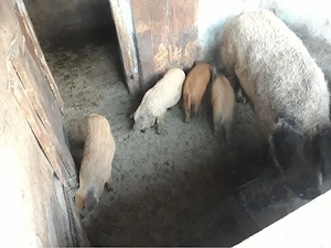 vand porci mangalita detalii la nr  