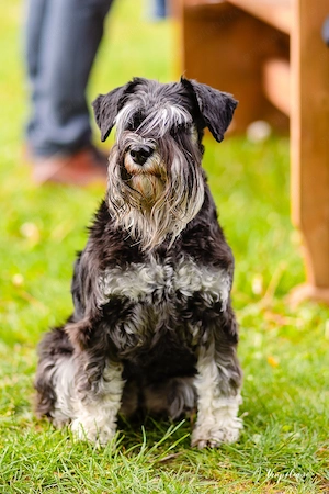 Schnauzer pitic 7 săptămâni  - imagine 4