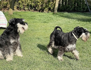 Schnauzer pitic 7 săptămâni  - imagine 5