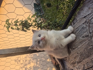 Ragdoll Blue superb - imagine 2