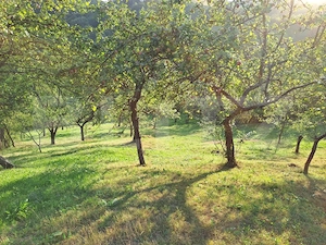 Casă de vânzare, 100 mp, teren 10.000 mp, zona Almașu Mare  - imagine 12