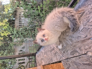 Ragdoll Blue superb - imagine 3