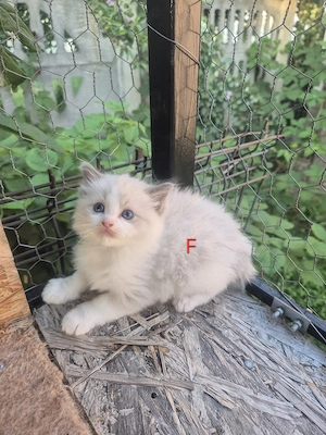 Ragdoll Blue superb - imagine 4