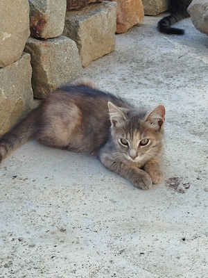 Ofer spre adoptie - imagine 2