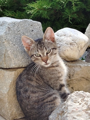 Ofer spre adoptie