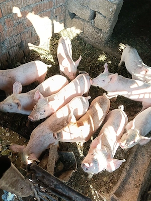 Porci Marele alb