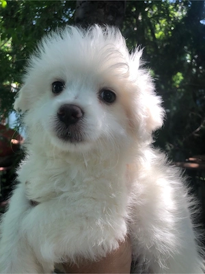 bichon maltez alb pufos - imagine 2