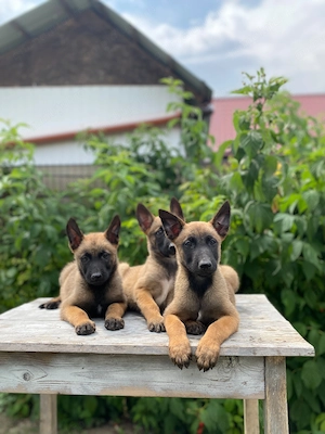 Vând pui malinois 2 luni carnet de sănătate deparazitat și vaccinat - imagine 3