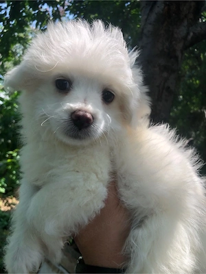 bichon maltez alb pufos