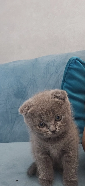 Scottish Fold 