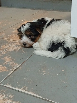 Yorkshire terrier de vânzare  - imagine 2